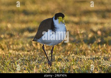 Ein am Boden bewohnender australischer Erwachsener, maskierter Lapwing-Vogel - Vanellus Miles, Novaehollandiae - im frühen Morgensonnenlicht, wandern in kurzem Gras Stockfoto