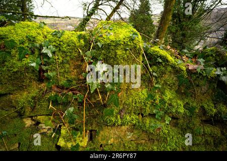 Eine Fülle von Moos, die auf einer Steinmauer in der Hebdenbrücke wächst Stockfoto