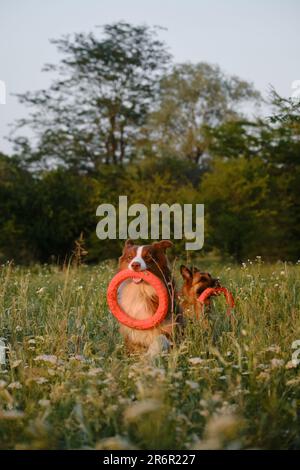 Zwei niedliche Hunde spielen bei Sonnenuntergang im Sommerfeld mit runden Gummispielzeugen. Fröhliche aktive Australier und Deutsche auf dem Spaziergang im Park mit Spaß. Stockfoto