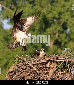 Osprey landet im Nest, Quebec, Kanada Stockfoto