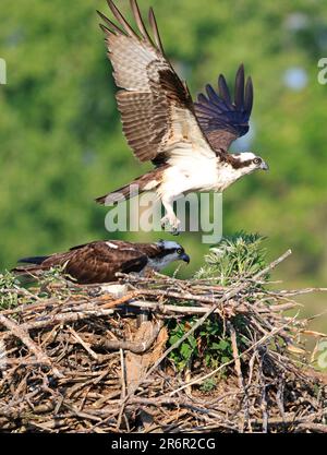 Osprey startet vom Nest, Quebec, Kanada Stockfoto