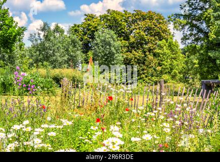 BADEN-WÜRTTEMBERG : GARTENSHOW BALINGEN - CAMOMILE Stockfoto