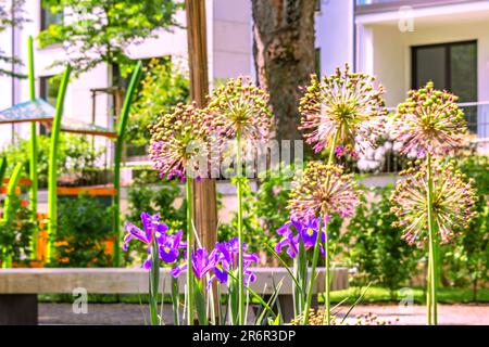 BADEN-WÜRTTEMBERG : GARTENSHOW BALINGEN - PURPURNE SENSATION Stockfoto