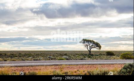 Einsamer Baum auf einem Outback Highway in Australien Stockfoto