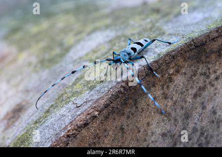 Rosalia Longicornkäfer im Sommer, Ungarn Stockfoto