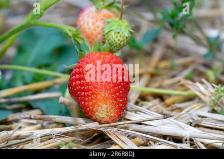 Nahaufnahme von Erdbeere im Garten Stockfoto