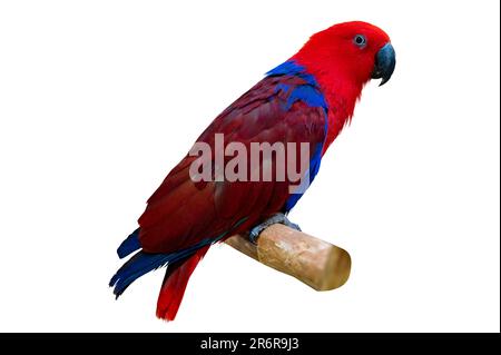 Eclectus roratus Roter Sittich auf einem Zweig auf weißem Hintergrund isoliert Stockfoto