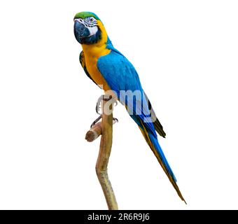 macaw-Papagei Sittich auf Ast auf weißem Hintergrund Isolat Stockfoto