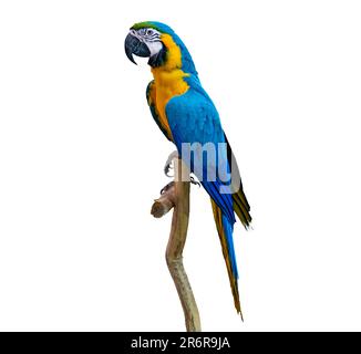 macaw-Papagei Sittich auf Ast auf weißem Hintergrund Isolat Stockfoto