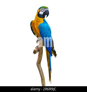 macaw-Papagei Sittich auf Ast auf weißem Hintergrund Isolat Stockfoto