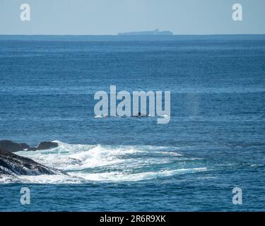 Walwanderung, zwei Buckelwale in Richtung Norden, vorbei an einer Insel in der Nähe von Coffs Harbour NSW Australia, einem Schiff in der Ferne am Horizont Stockfoto