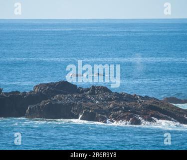 Walwanderung, zwei Buckelwale in Richtung Norden, vorbei an einer Insel in der Nähe von Coffs Harbour NSW Australien Stockfoto