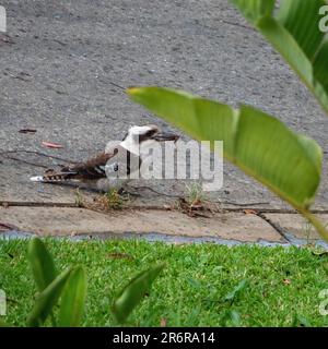 Ein Kookaburra, der einige Regenwürmer in der Einfahrt genießt, australischer einheimischer Vogel Stockfoto