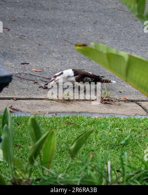 Ein Kookaburra, der einige Regenwürmer in der Einfahrt genießt, australischer einheimischer Vogel Stockfoto