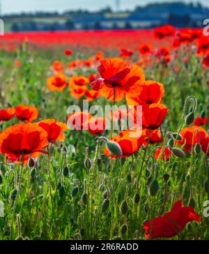 Grantham, Lincolnshire, Großbritannien. 11. Juni 2023 Die letzten heißen Sommertage haben einen roten Teppich erzwungen, als Felder mit wildem Mohn in Blüten zerplatzen, die am frühen Morgen gefangen wurden. Kredit: Matt Limb OBE/Alamy Live News Stockfoto