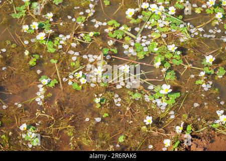 Common Water-Crowfoot (Rununculus aquatilis) ein in einem Becken auf Garway Hill Herefordshire England UK wachsender Wassermensch. Mai 2023 Stockfoto