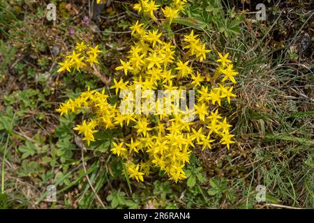 Blühender Goldmoss Stonekrop (Sedum Acre). Gedreht in tschechischem Karst, Prag, Tschechien. Stockfoto