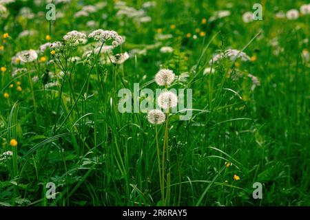 Löwenbälle auf der Wiese. Frühlingssaison. Hochwertiges Foto Stockfoto