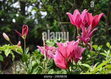 Pink Lilium Arbatax (Longiflorum-Asiatische Lily), sehr romantisch aussehende Blume Stockfoto