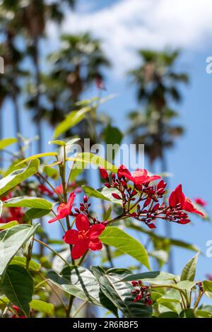 Peregrina, pikante Jatropha, Jatropha integerrima, Nahaufnahme kleiner roter Blüten, isoliert auf natürlichem Hintergrund. Israel Stockfoto