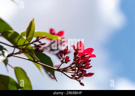 Peregrina, pikante Jatropha, Jatropha integerrima, Nahaufnahme kleiner roter Blüten, isoliert auf natürlichem Hintergrund. Israel Stockfoto