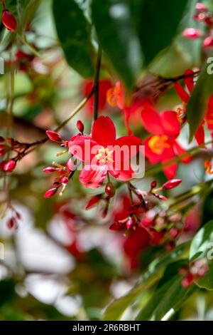 Peregrina, pikante Jatropha, Jatropha integerrima, Nahaufnahme kleiner roter Blüten, isoliert auf natürlichem Hintergrund. Israel Stockfoto