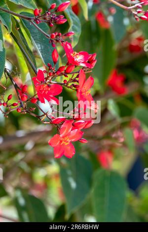 Peregrina, pikante Jatropha, Jatropha integerrima, Nahaufnahme kleiner roter Blüten, isoliert auf natürlichem Hintergrund. Israel Stockfoto
