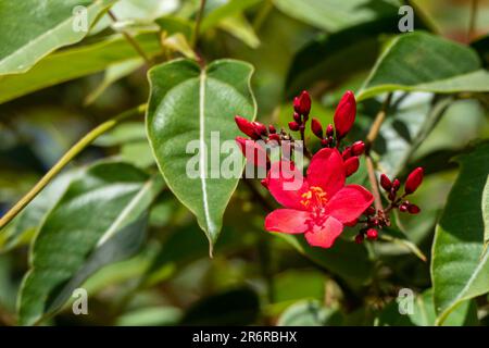 Peregrina, pikante Jatropha, Jatropha integerrima, Nahaufnahme kleiner roter Blüten, isoliert auf natürlichem Hintergrund. Israel Stockfoto