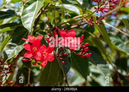 Peregrina, pikante Jatropha, Jatropha integerrima, Nahaufnahme kleiner roter Blüten, isoliert auf natürlichem Hintergrund. Israel Stockfoto