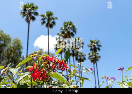 Peregrina, pikante Jatropha, Jatropha integerrima, Nahaufnahme kleiner roter Blüten, isoliert auf natürlichem Hintergrund. Israel Stockfoto