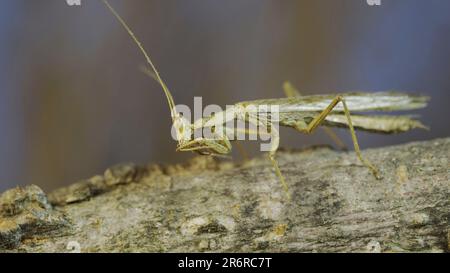 10. Juni 2023, Oblast Oblast Oblast Oblast Oblast Oblast Oblast, Ukraine, Osteuropa: Die männliche Gottesanbeterin sitzt auf einem Ast, der sich vor seinem Hintergrund verkleidet, und dreht den Kopf um. Crimean Praying Mantis (Kredit-Image: © Andrey Nekrasov/ZUMA Press Wire) NUR REDAKTIONELLE VERWENDUNG! Nicht für den kommerziellen GEBRAUCH! Stockfoto