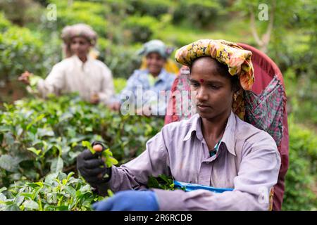 Teepflücker, Udugama, Sri Lanka. Stockfoto