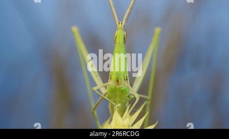 Frontales Porträt des grauen Grashügels Acrida mit schrägem Gesicht, der auf Stacheln auf Gras und blauem Himmelshintergrund sitzt. Stockfoto