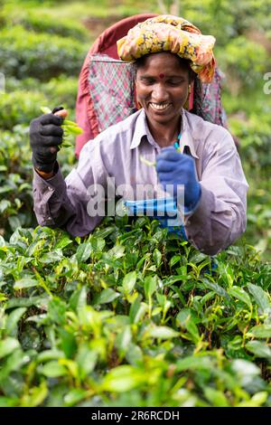 Teepflücker, Udugama, Sri Lanka. Stockfoto