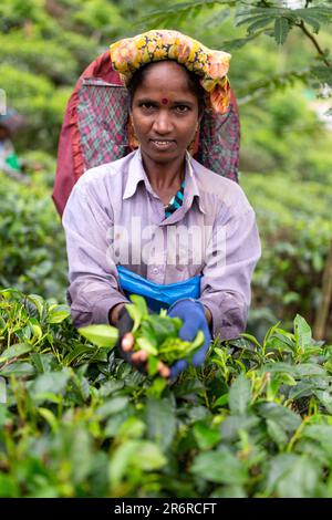 Teepflücker, Udugama, Sri Lanka. Stockfoto