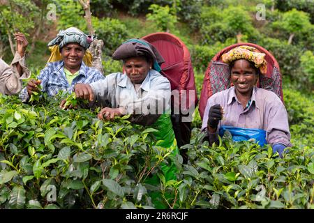 Teepflücker, Udugama, Sri Lanka. Stockfoto