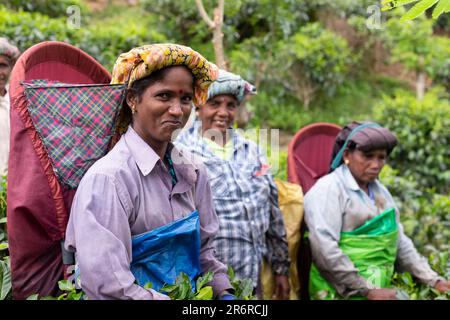 Teepflücker, Udugama, Sri Lanka. Stockfoto