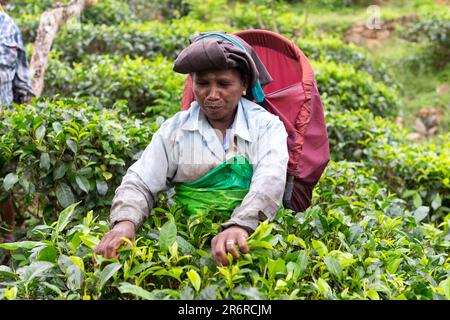 Teepflücker, Udugama, Sri Lanka. Stockfoto