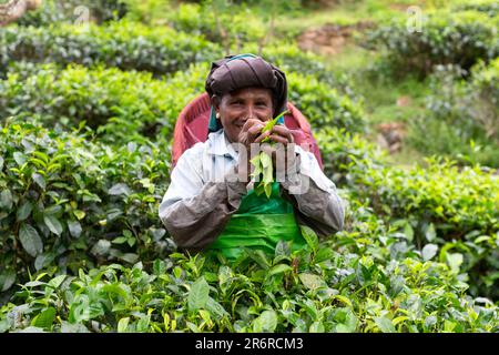 Teepflücker, Udugama, Sri Lanka. Stockfoto