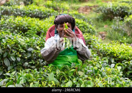 Teepflücker, Udugama, Sri Lanka. Stockfoto