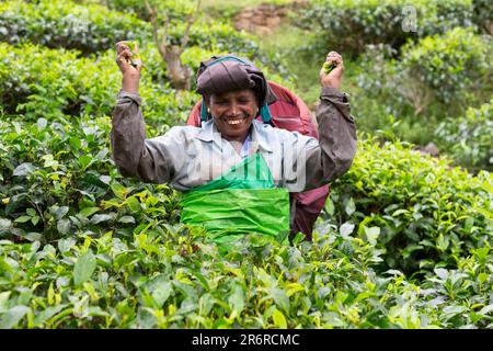 Teepflücker, Udugama, Sri Lanka. Stockfoto