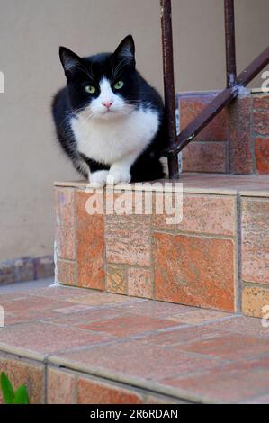 Grumpelige schwarz-weiße Katze mit grünen Augen, die auf der Treppe sitzen und in die Kamera schauen Stockfoto