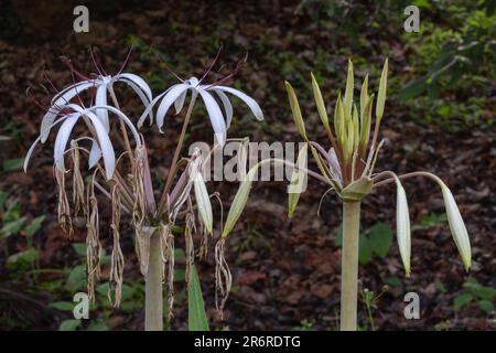 Nahaufnahme weißer und lila Blüten und Knospen von Crinum asiaticum, auch bekannt als Giftzwiebel, Riesenlilie oder Seerosse, die auf dunklem Hintergrund blühen Stockfoto