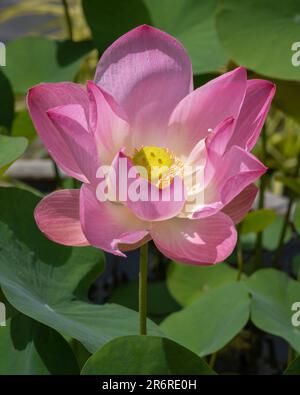 Nahaufnahme der zarten rosa Lotus nelumbo nucifera-Blüte und des grünen Laubs im hellen Sonnenlicht Stockfoto