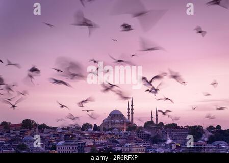 Istanbul Stadtbild - Panoramablick auf die Suleymaniye Moschee mit Vogelschar bei Sonnenuntergang. Silhouetten von Minaretten bei Sonnenuntergang, originell und unterschiedlich Stockfoto