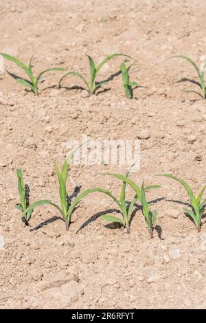 Reihen von Jungmais/Zuckermais/Zea mays auf sonnigem Feld. Für Triebe der Industrie, Wirtschaftswachstum, Maisernte UK, Zuckermais im Vereinigten Königreich Stockfoto