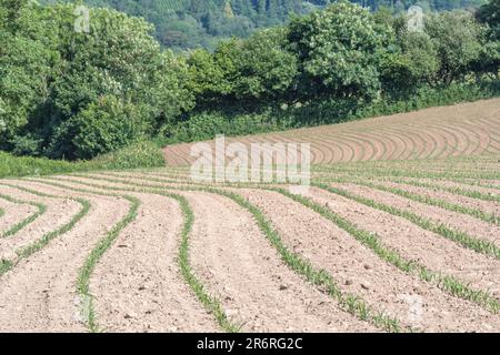 Sonniges Feld mit jungen Maispflanzen/Zea mays, die Mitte Juni wachsen. Stockfoto