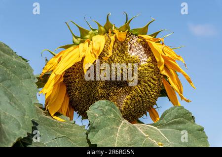 Leiter der Reifung kultivierte Sonnenblumen mit großen weißen Samen aus nächster Nähe Stockfoto