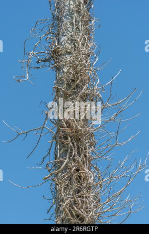 Hedera Helix / Ivy-bedeckter toter Baumstamm vor blauem Sommerhimmel. Kletterpflanzenkonzept, tote Bäume, erstickende Metapher, erstickte, schleichende Efeu Stockfoto