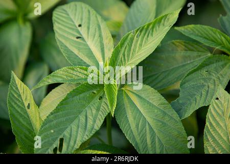 Natürliche grüne Jute hinterlässt Nahaufnahmen auf dem Feld von Bangladesch Stockfoto